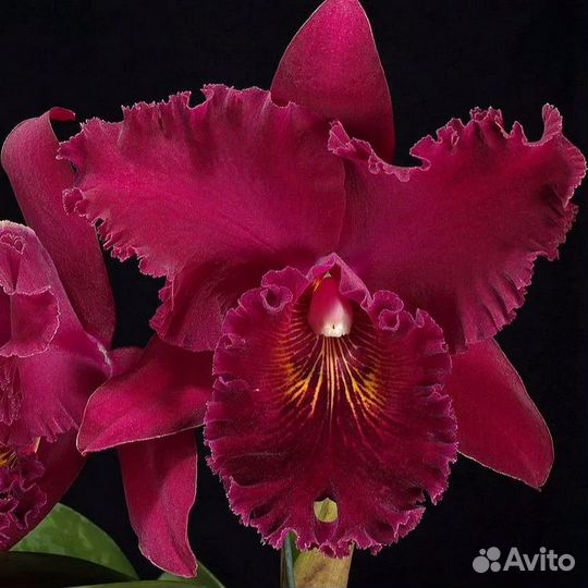 Каттлея Чиа Лин (Chia Lin 