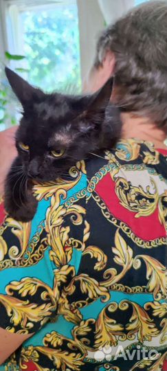 Кошка в дар бесплатно