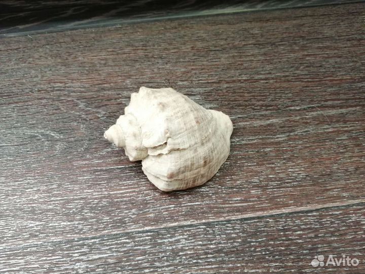 Морские ракушки раковины