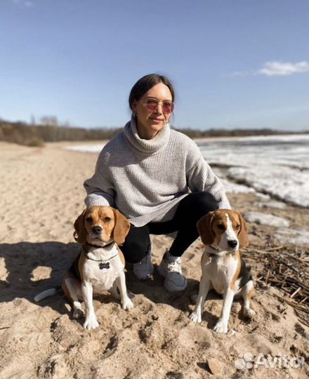 Догситтер. Передержка собак. Передержка животных