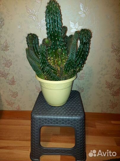 Кактус большой