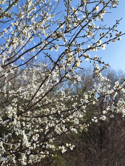 Участок 5 сот. (СНТ, ДНП)