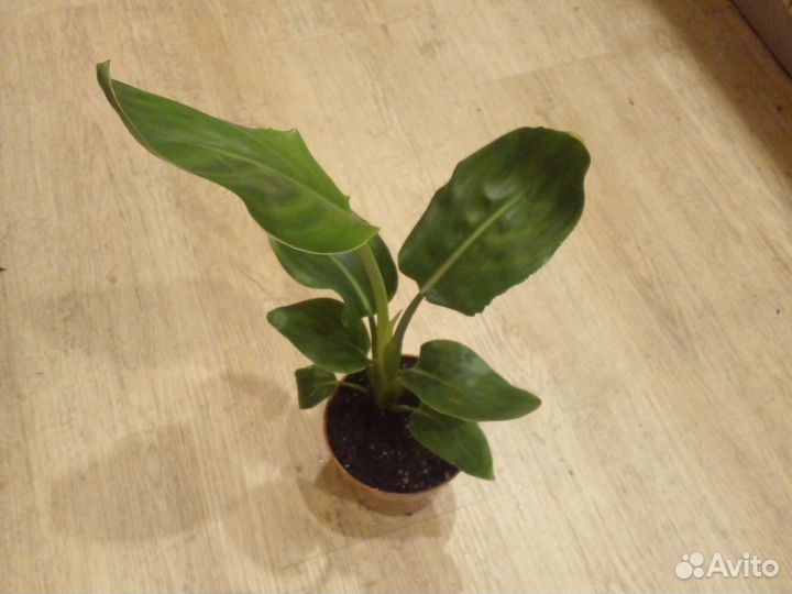 Стрелиция регина