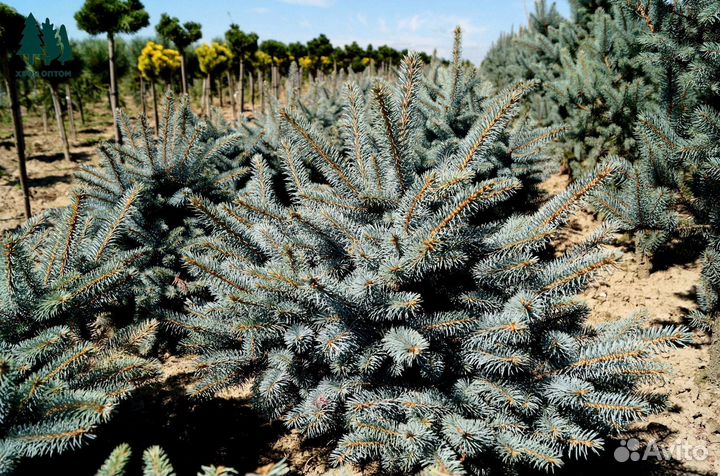 Голубая ель 1,62 м. Питомник