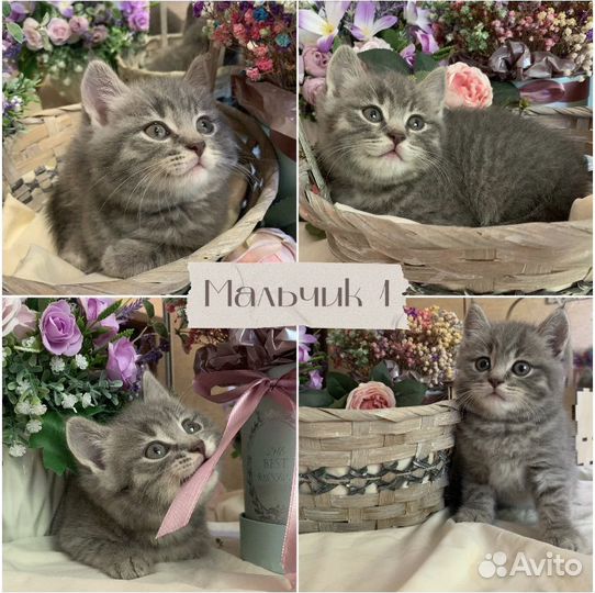 Британские котята