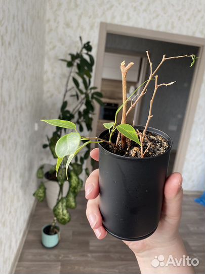 Комнатные растения