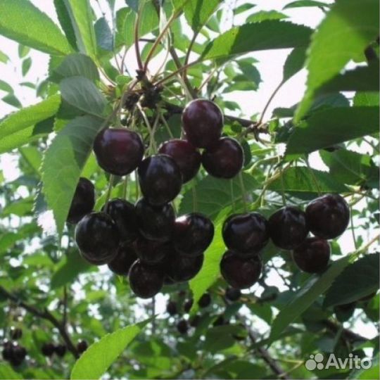 Вишня саженцы