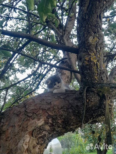 Котята в добрые руки приучены к лотку