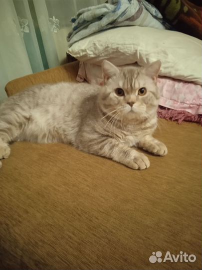 Шотландский кот вязка