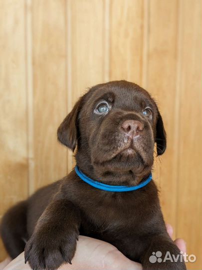 Шоколадный лабрадор, щенки из питомника