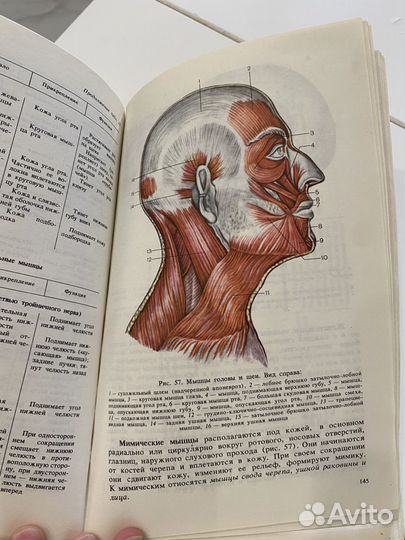 Учебник анатомия человека для студентов