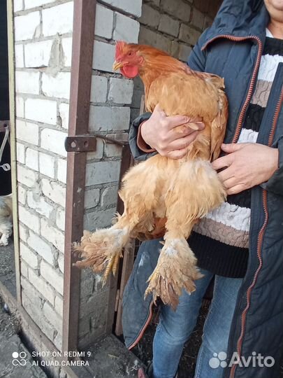 Петухи Брама