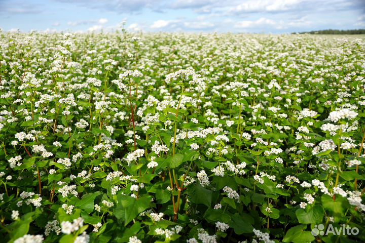 Семена Гречихи