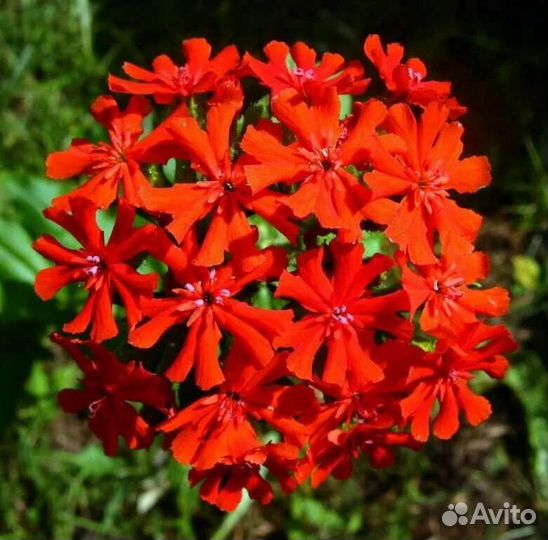 Цветы Многолетники. Более 45 Видов