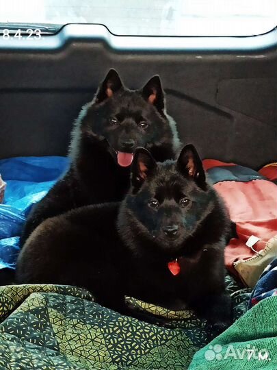 Шипперки щенки чемпионов