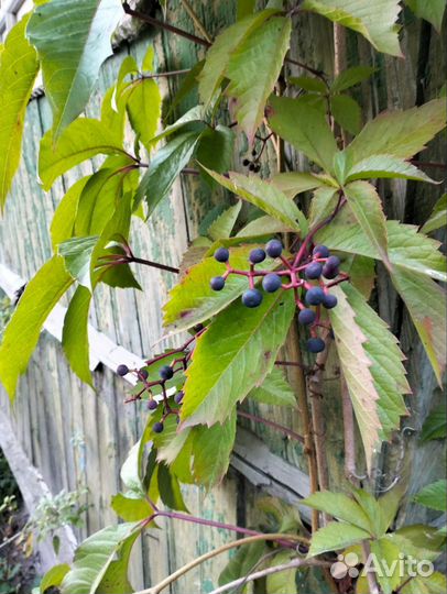 Саженцы дикого винограда