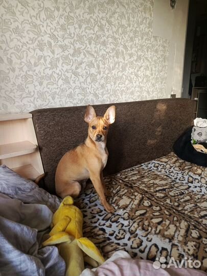 Русский той-терьер