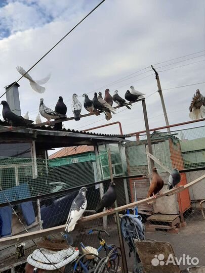 Голуби лётные