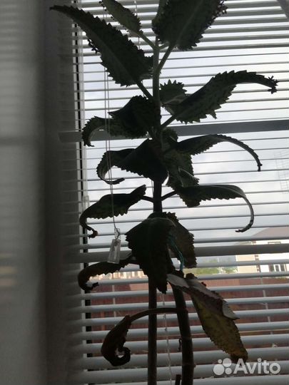 Комнатные цветы