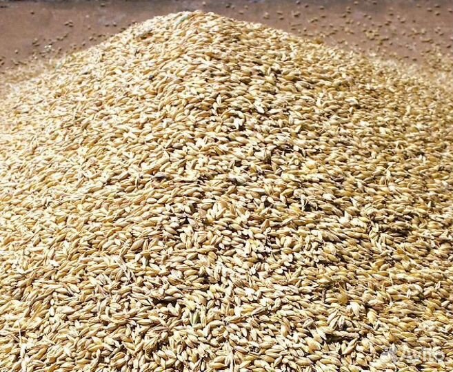 Пшеница, овес, гранулы свое производство