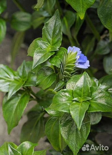 Рунгия (Грибная трава)