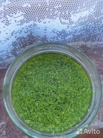 Роголистник