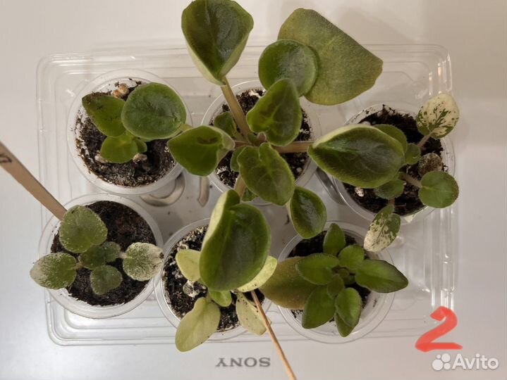 Фиалки набор