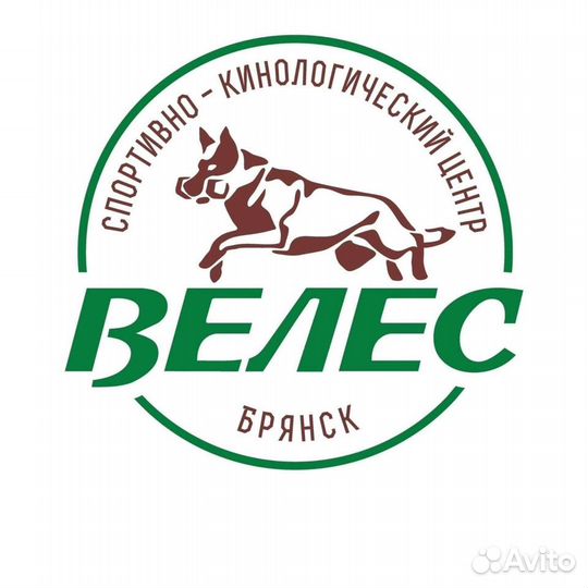 Дрессировка собак