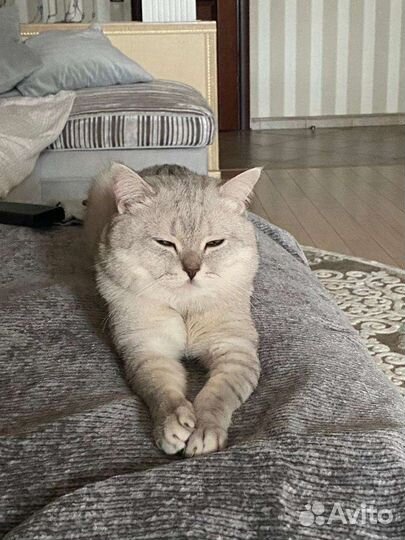 Кот для вязки