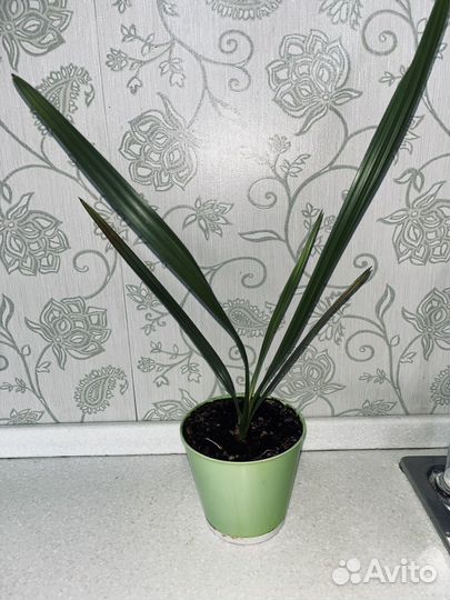 Финиковая пальма