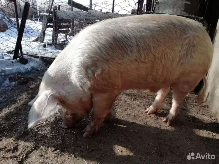 Поросята и свиньи обмен