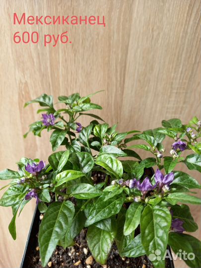 Перец комнатный острый, многолетний,кустарниковый