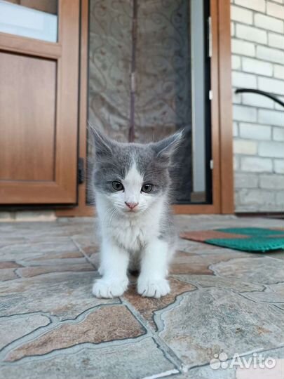 Котенок(мальчик)