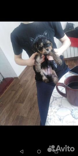 Йоркширский терьер доставка из Челябинска