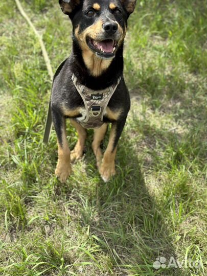 Самый добрый пёсик на свете грустит в приюте
