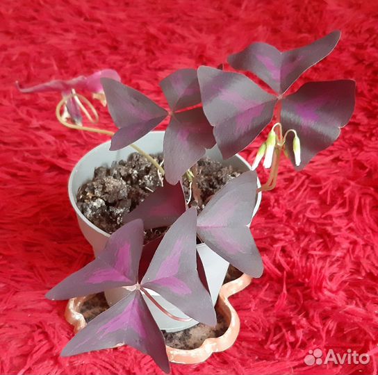 Оксалис (кислица) цветущий