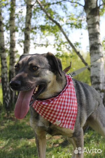 Собака в добрые руки, Ярик