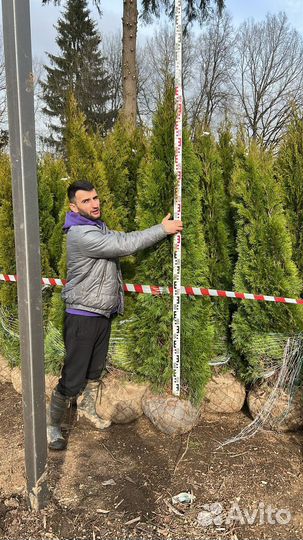 Туя смарагд экстра