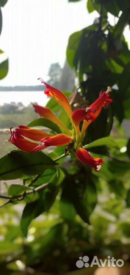 Эсхинантус