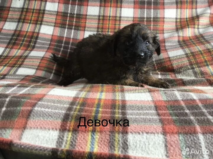Щеночки в добрые руки