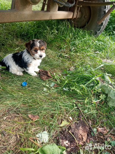 Цветной Йорк