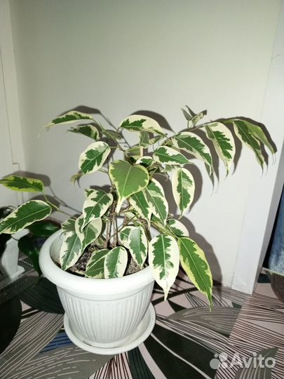 Фикус бенжамина