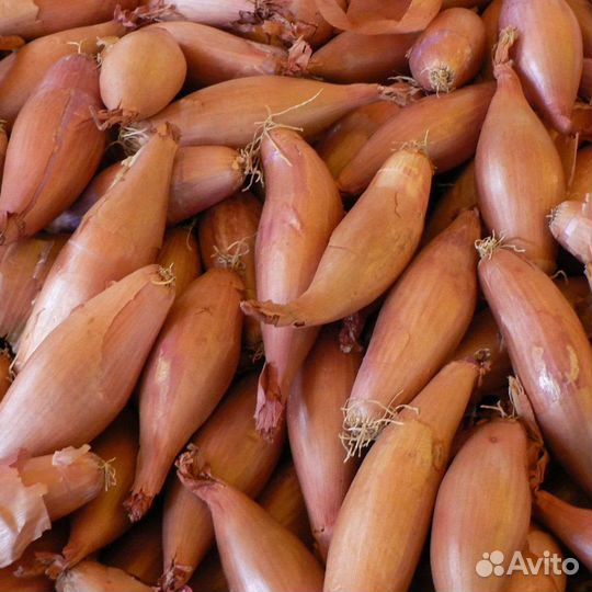 Лук сорокозубка