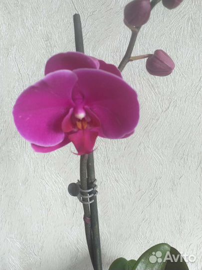 Орхидея фаленопсис