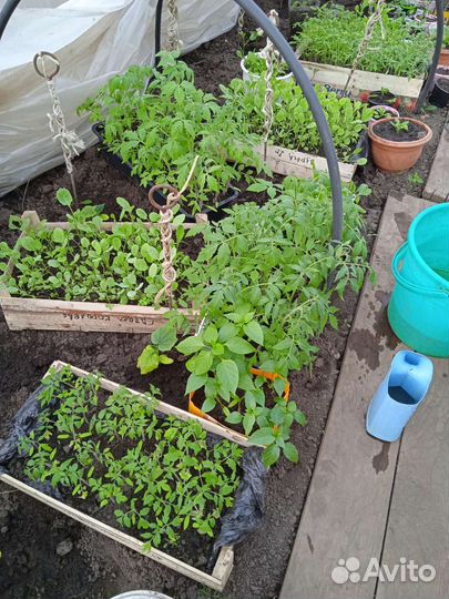 Рассада помидоры и перец