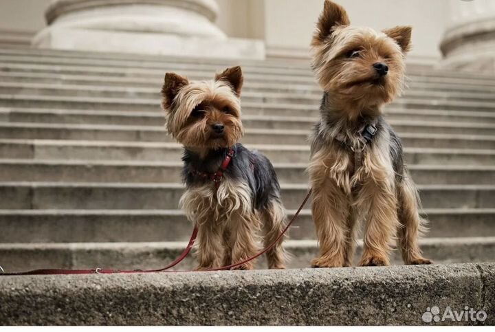 Передержка собак в домашних условиях