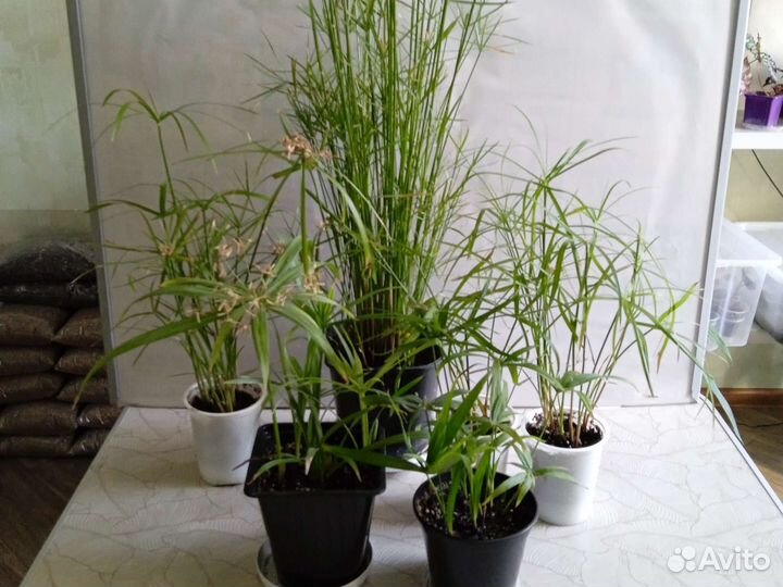 Комнатные растения цветы