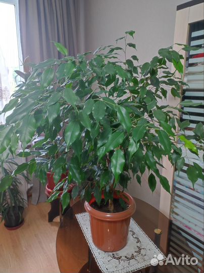 Фикус бенджамина