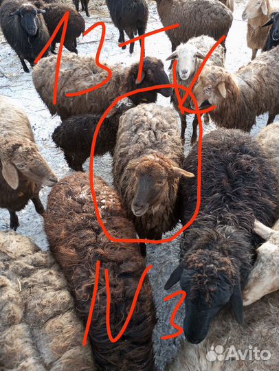 Овцы ярки