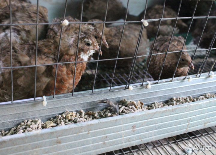 Животные перепелки